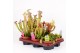 Vleesetende planten mix 