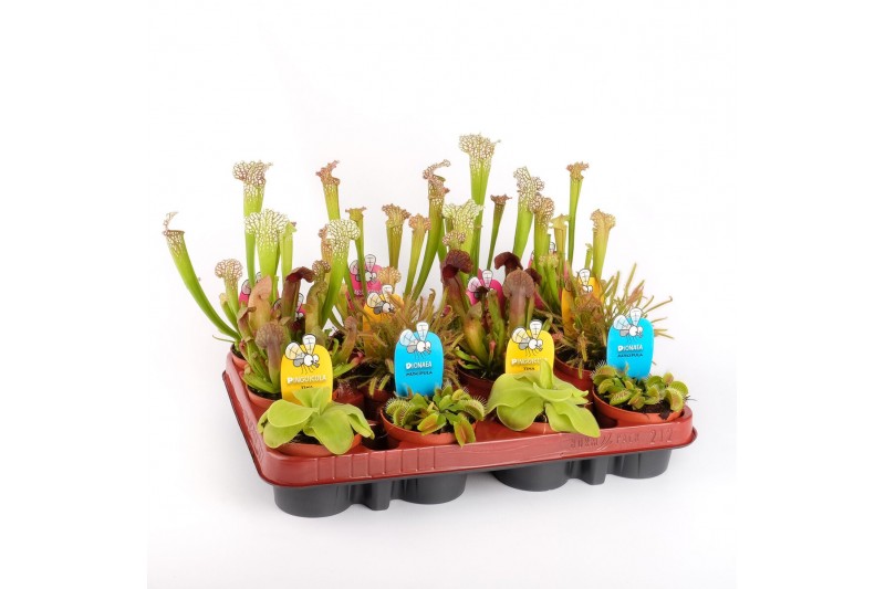 Vleesetende planten mix 