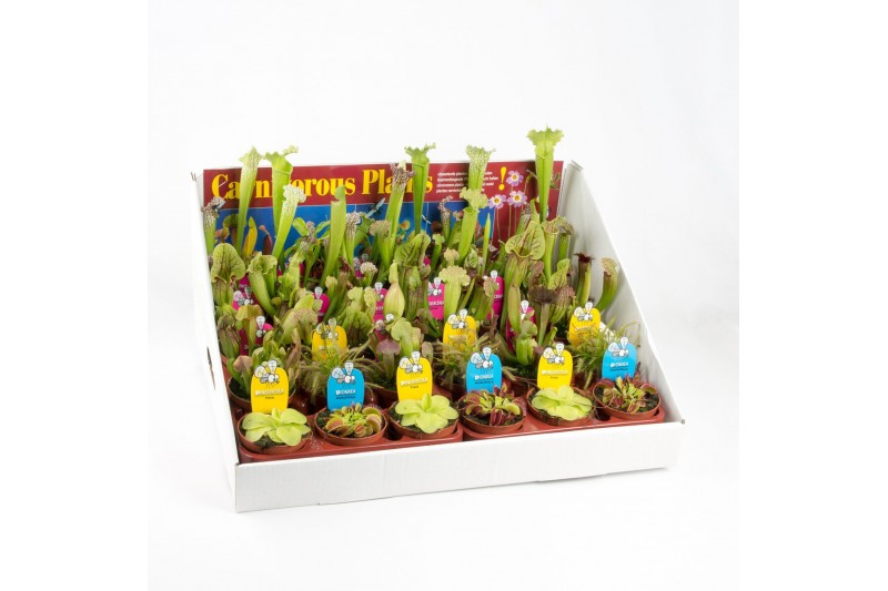Vleesetende planten in showdoos 