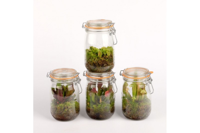 Vleesetende planten mix in weckpotten 