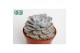 Echeveria runyonii 