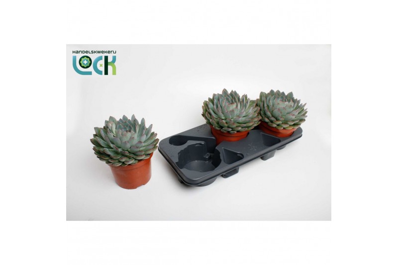Echeveria Pelisuda, 