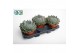 Echeveria Pelisuda, 