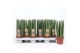 Sansevieria cylindrica straight 
