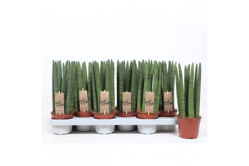 Sansevieria cylindrica straight 