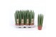 Sansevieria cylindrica straight 