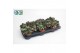 Adromischus cooperii Adromiscus Cooperii 