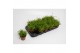 Peperomia happy bean Peperomia Happy Bean 3 pp 