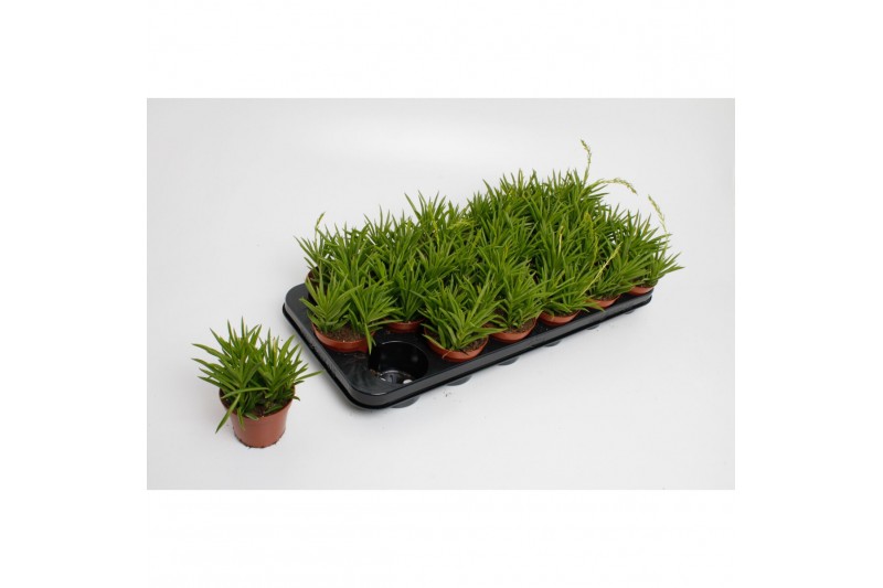 Peperomia happy bean Peperomia Happy Bean 3 pp Peperomia happy bean Peperomia Happy Bean 3 pp