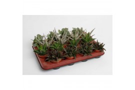 Succulenten mix