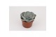 Echeveria runyonii Echeveria Runyonii (Lilacina) 