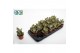 Kalanchoe beharensis Kalanchoe Beharensis Dark 1 pp 