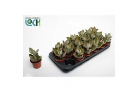 Kalanchoe beharensis Kalanchoe Beharensis Dark 1 pp