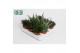 Aloe mix 