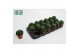 Haworthia Haworthia Cymbiformis 