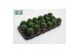 Haworthia Haworthia Cymbiformis 