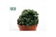 Haworthia Haworthia Cymbiformis 