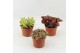 Succulenten Succulenten Herfst Mix 1 pp 