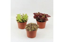 Succulenten Succulenten Herfst Mix 1 pp