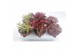 Succulenten Succulenten Herfst Mix 1 pp 