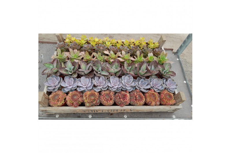 Succulenten Succulenten mix in gazen bak 1 pp 