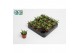 Haworthia Haworthia enon 