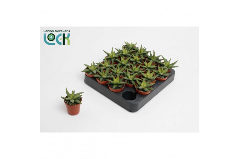Haworthia Haworthia enon 
