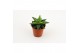 Haworthia Haworthia enon 