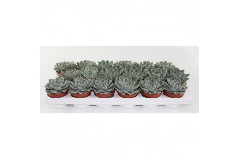Echeveria zonder bloem Echeveria Rosea 