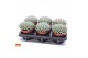 Echeveria pulidonis SuPure® pearls 6gts 