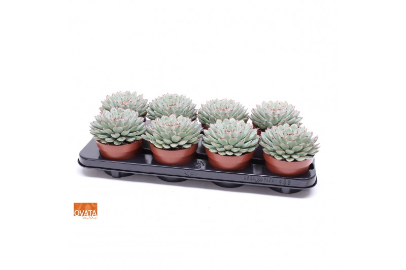 Echeveria pulidonis SuPure® pearls 8gts 
