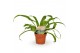 Asplenium antiquum 