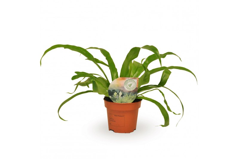 Asplenium antiquum 
