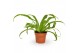 Asplenium antiquum 