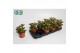 Succulenten Kalanchoë Pinatum,5 pp 