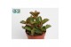 Succulenten Kalanchoë Pinatum,5 pp 