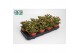 Succulenten Kalanchoë Pinatum,5 pp 