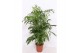 Chameadorea seifrizii 10pp 