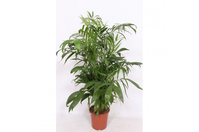 Chameadorea seifrizii 10pp 