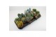 Cactus mix 6 soorten 