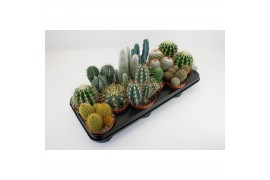 Cactus mix 6 soorten