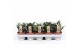 Sansevieria trifasciata hahnii mix 4 soorten 