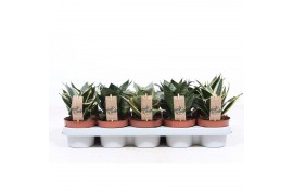 Sansevieria trifasciata hahnii mix 4 soorten