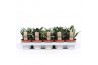 Sansevieria trifasciata hahnii mix 4 soorten