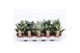Sansevieria trifasciata hahnii mix 4 soorten 