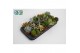 Cactus/succulent succulenten mix 8 soorten 
