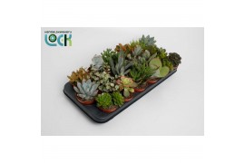Cactus/succulent succulenten mix 8 soorten
