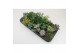 Cactus/succulent succulenten mix 8 soorten 