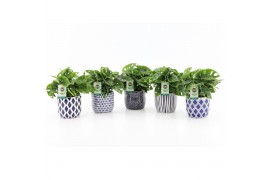 Monstera adansonii in delft blue keramiek