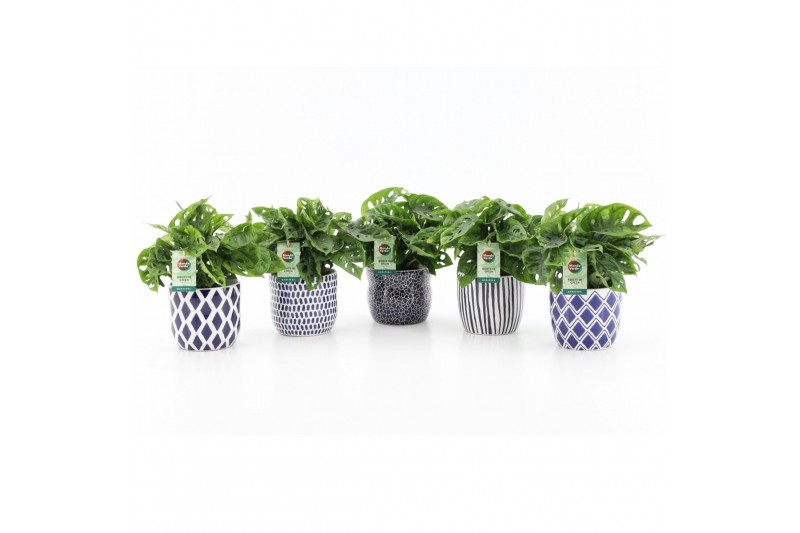 Monstera adansonii in delft blue keramiek 
